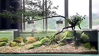 Aquascape 12
