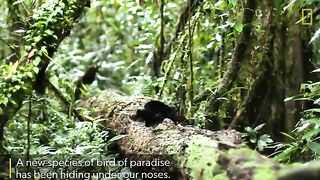 Rare Footage of New Bird of Paradise Species Shows Odd Courtship Dance _ Nat Geo Wild.