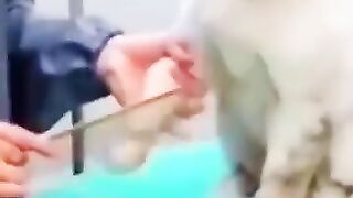 cute cat 52