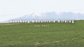Birding in the Overberg. Wheatfield and snow..