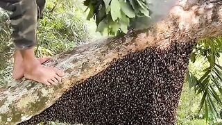 This beekeeper