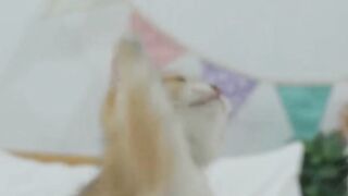 Catizen - game with cats