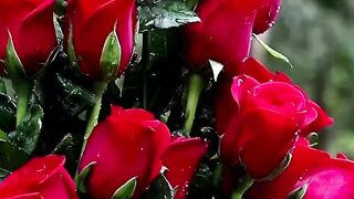 Beautiful flowers good morning