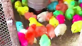 Lovely cute and colurful hen chiks