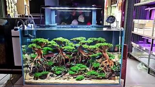 Aquarium hobby 2