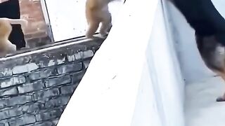 Nice_to_meet_you_????????#love_#dog_#puppy_#germanshepred_ funny video ????# funny ????