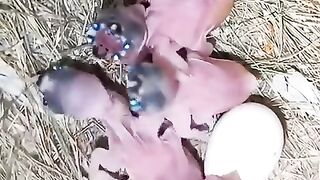 Strange_little_bird_#animals_#pets_#shorts(480p).