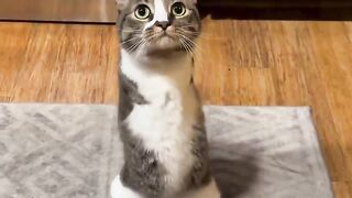 cat lost both arms