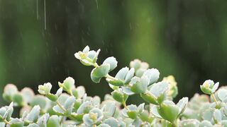 Relaksasi musim hujan