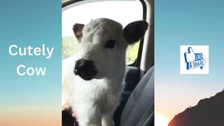 Cow baby in car...calling his mother????????????..cutely animals
