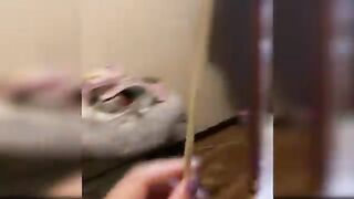 Baby cats - Cute and Funny cat videos compilation