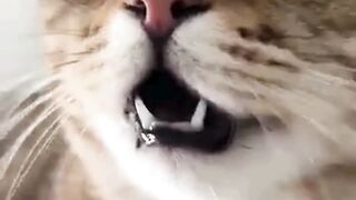 cat meowing to attract cats.....Cutely calling cats