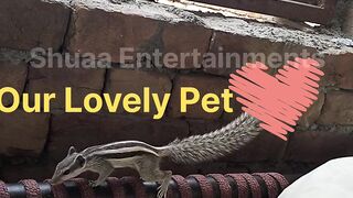 Our Lovely Pet Squirrel