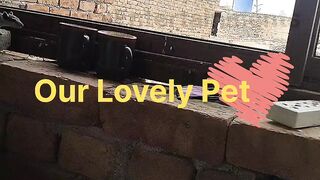 My Lovely Pet Squirrel