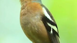 Bird ????????️ Name & Sound  #birds #birdsounds #fyp #foryou #fbviral #viralvideo #tranding #respect #family #familia #birdlife #birdsong