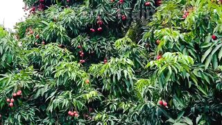 Beautiful Lichi Garden