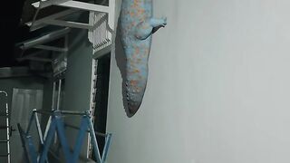 The biggest gecko in the world#fyp