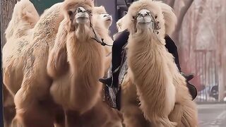Camels pla