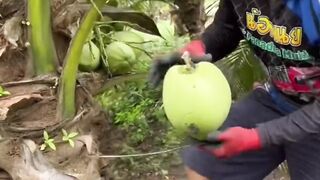 Awesome coconut cutting skill