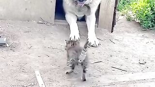 Дружба_котёнка_Чепусика_и_пса_Бакса_????❤️????(480p).