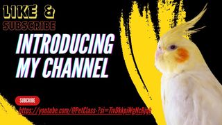 Introduction || Introduce my channel || pet class