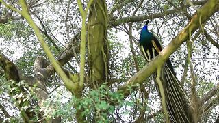Beautiful Birds on Earth | birds video sound | by pet class | nature