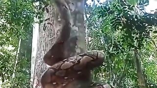 I knew snakes could swim, but climb trees?? Imagine thinking you’re safe up there and you look down and see this. New fear unlocked.