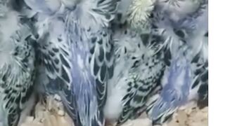 #exhibition || Kind of budgies #trending #trendingshorts #birds #birdsmarket #budgies #parrot