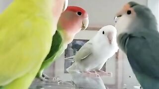 Lovebird talking to each other so cute #pets #ahsanpets #budgies #cockateil #introduction #viral