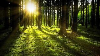Nature Sounds of Our Beautiful Planet Nature Forest Relaxation.