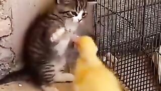 Kitten fighting with chick