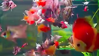 Aquarium life