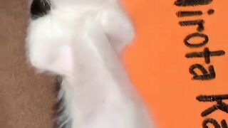 Funny cat 291