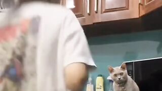 Cat reaction 2