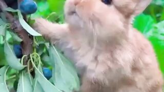 Rabbit eating blueberries????????...Cutely Animals