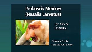 Probosics Monkey (Nasalis Larvatus)..
