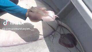 Ikan pari melahirkan