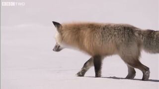Fox Snow Dive - Yellowstone - BBC Two.