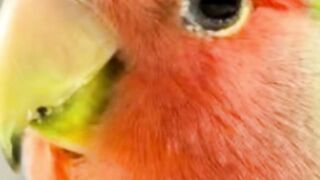 Lovebird (Roseicollis) #trending #trendingshorts #roseicollis #birds #birdsmarket #bird #lovebirds