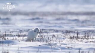 Arctic Fox Dives Headfirst Into Snow ???? Frozen Planet II - BBC America.