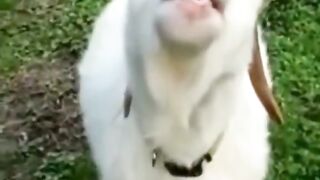 English funny video 12