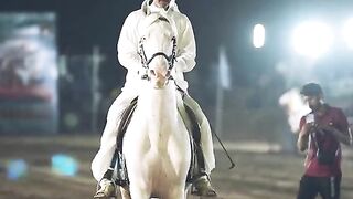 Horse video 8