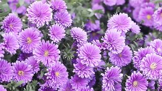 NATURE 1856 #everyone