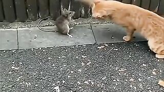 Cat funny 41