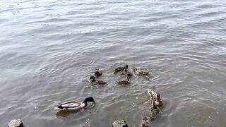 Ducks swim with their chicks..