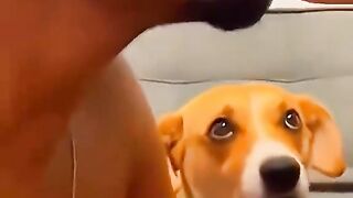 Funny pets ???? ???? ???? ???? ????