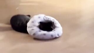 Cat's funny behavior????????????????