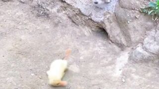 Animal friendship 3
