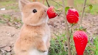 Rabbits eating are very cute