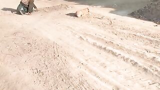 Wolf funny dog
